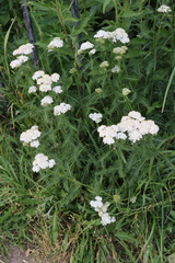 Achillea millefolium