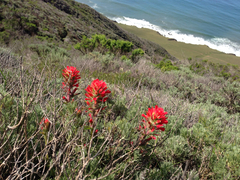 Castilleja affinis