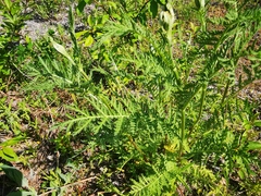 Tanacetum vulgare boreale