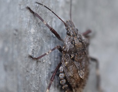 Brochymena affinis