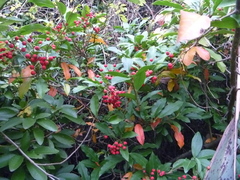 Photinia davidiana