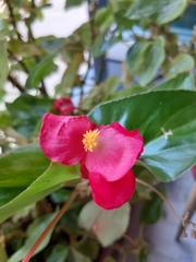Begonia cucullata