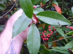 Photinia davidiana