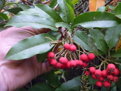 Photinia davidiana