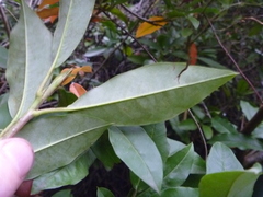 Photinia davidiana