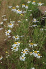 Tripleurospermum inodorum