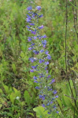 Echium vulgare
