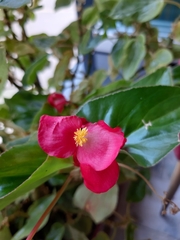 Begonia cucullata