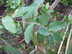 Cotoneaster frigidus