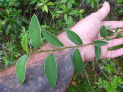 Cotoneaster frigidus