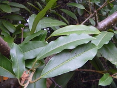 Photinia davidiana