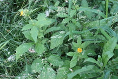 Geum aleppicum