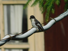 Ficedula hypoleuca