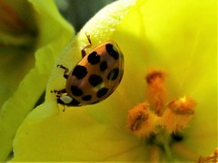 Harmonia axyridis