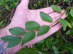 Cotoneaster frigidus