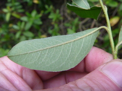 Cotoneaster frigidus