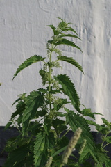 Urtica dioica