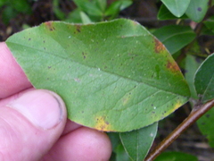 Cotoneaster frigidus