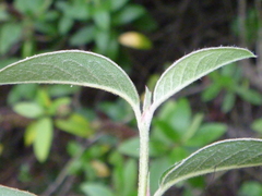 Cotoneaster frigidus