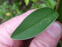 Cotoneaster frigidus