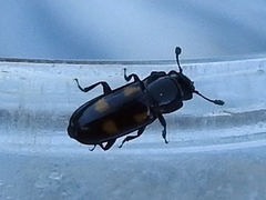 Glischrochilus quadripunctatus