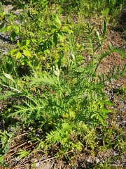 Tanacetum vulgare boreale