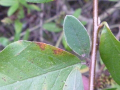 Cotoneaster frigidus