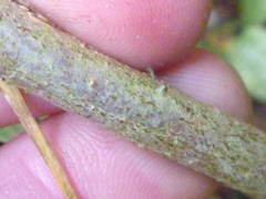 Cotoneaster frigidus