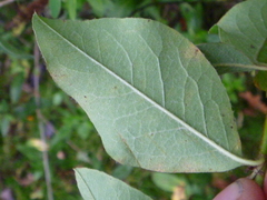 Cotoneaster frigidus