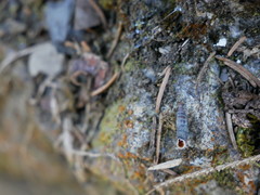 Macrogastra plicatula