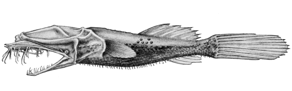 Thaumatichthys pagidostomus