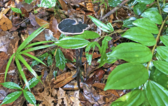 Sanguinoderma rugosum