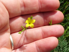Linum sulcatum