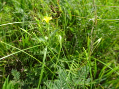 Linum sulcatum