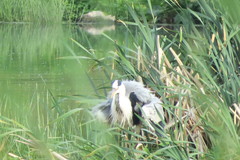 Ardea cinerea