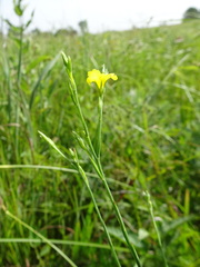 Linum sulcatum