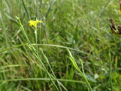 Linum sulcatum