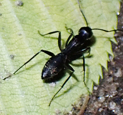 Camponotus japonicus