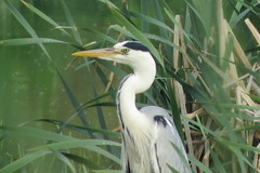 Ardea cinerea