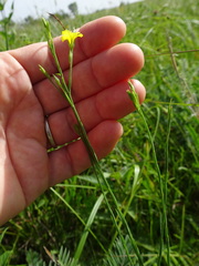 Linum sulcatum
