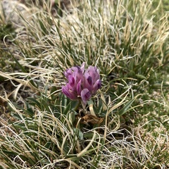 Trifolium parryi