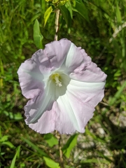 Calystegia