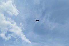 Milvus migrans