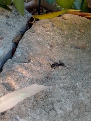 Camponotus vagus