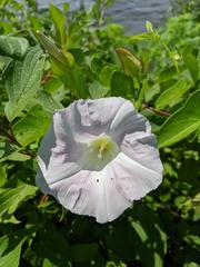 Calystegia