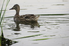 Anas platyrhynchos