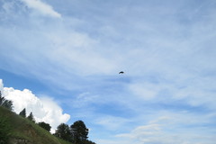 Milvus migrans