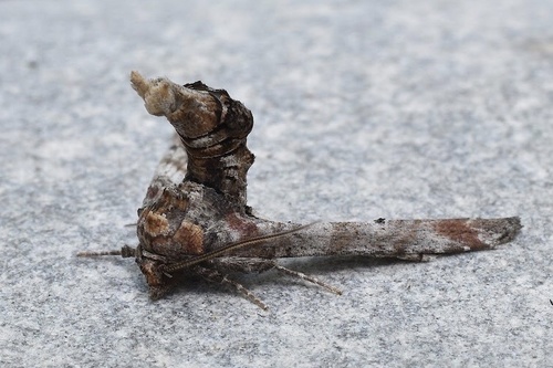Dark Marathyssa Moth photo 3