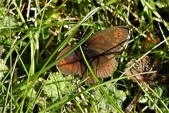 Erebia epiphron
