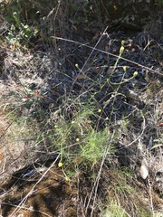 Erigeron reductus angustatus